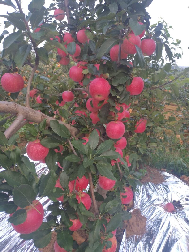 绥中红嘎啦苹果，大量有货，山地嘎啦