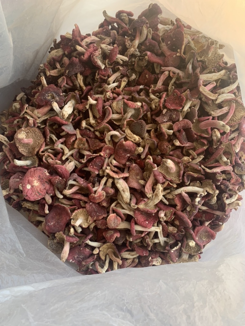 野生菌红菇中小菇