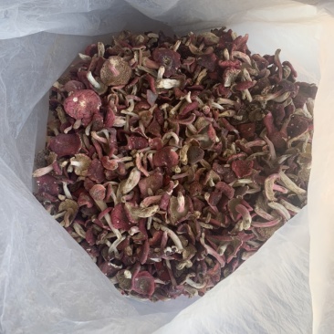 野生菌红菇中小菇
