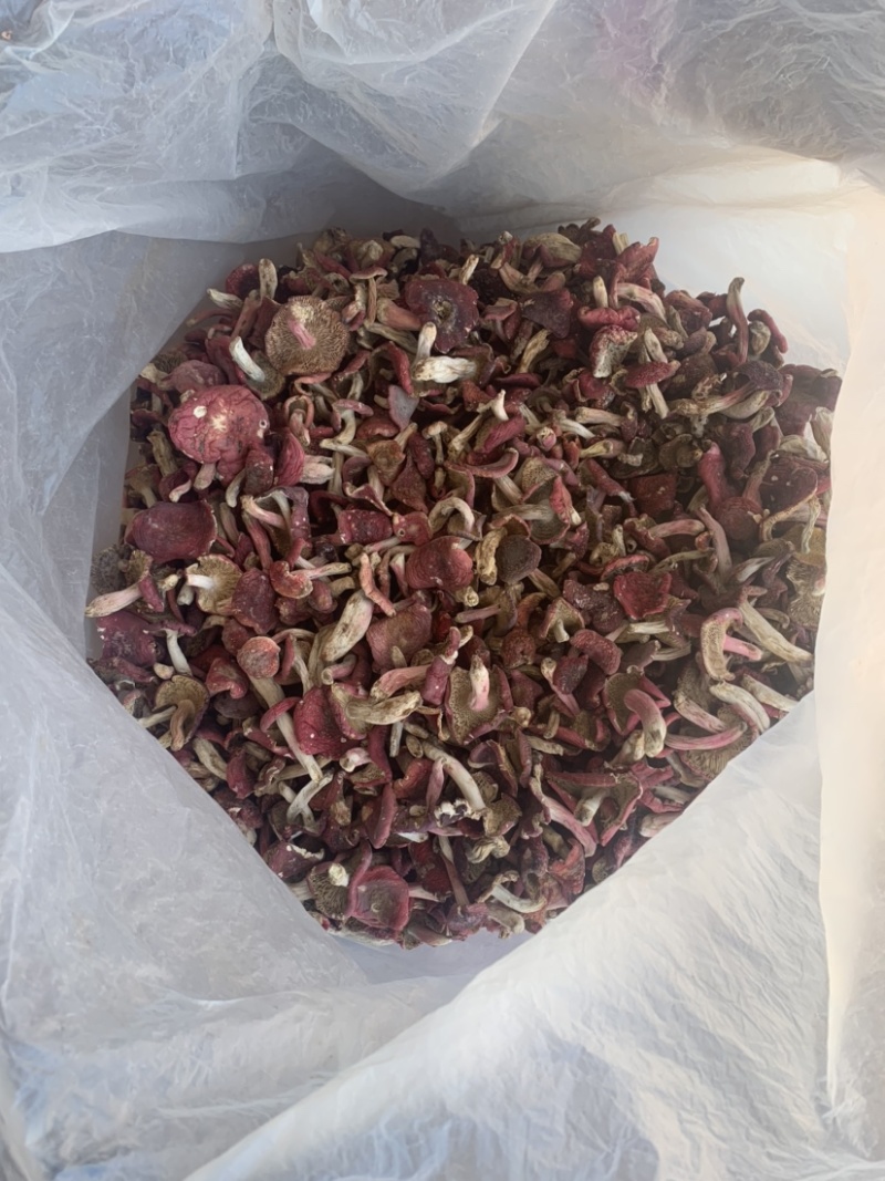 野生菌红菇中小菇