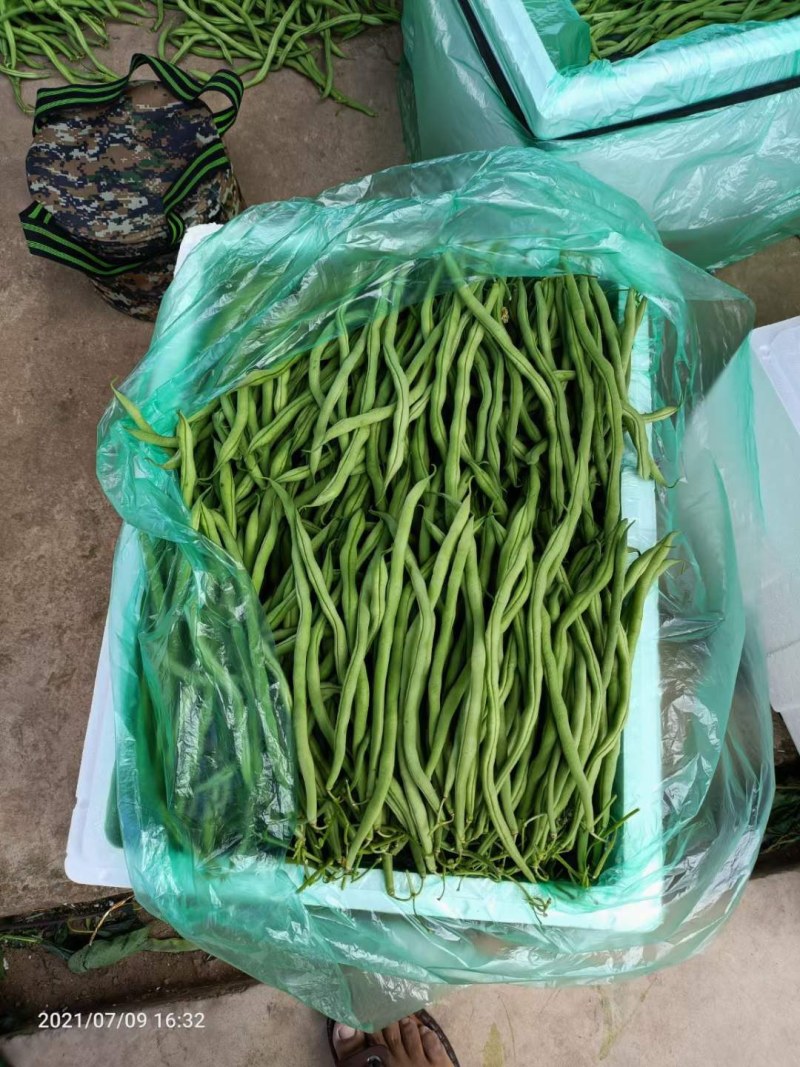 无丝豆大青豆大量上市支持一件代发，也可以发整车