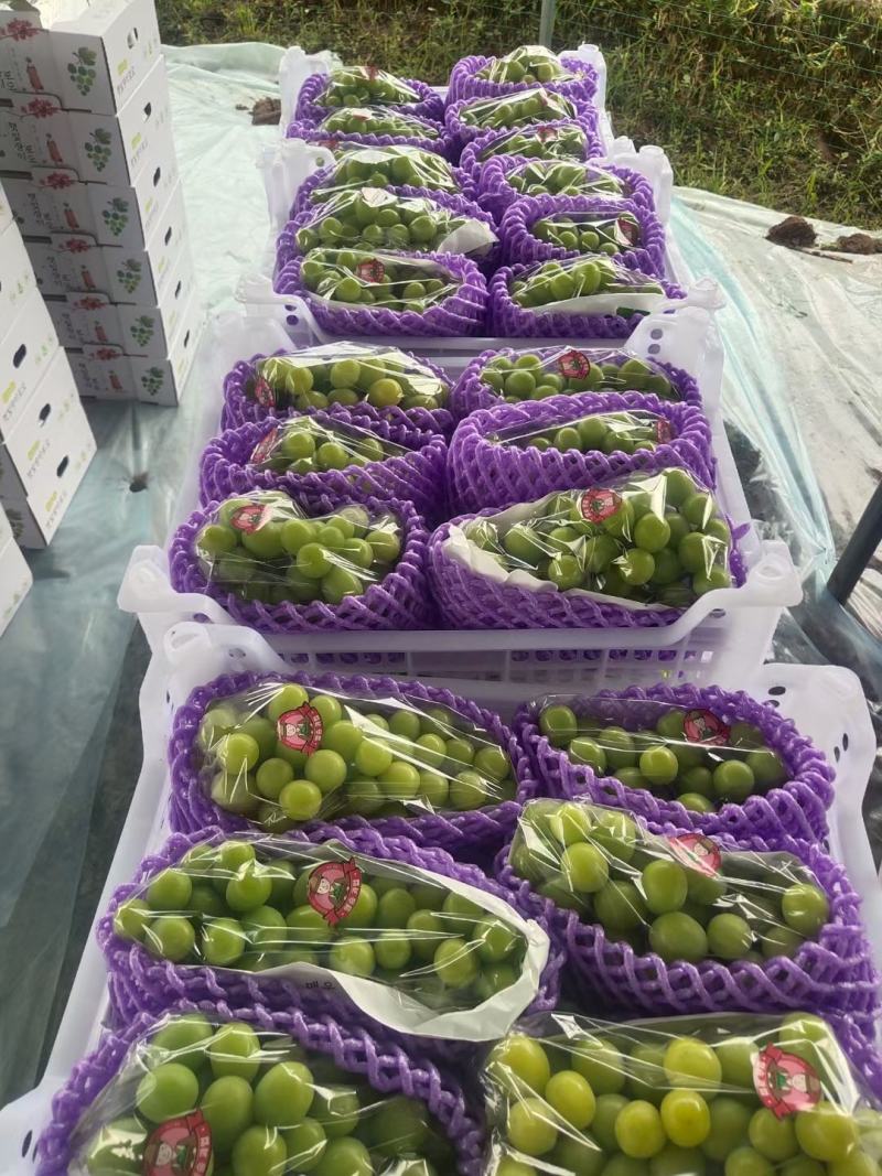 阳光玫瑰