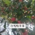 绥中红嘎啦苹果，大量有货，山地嘎啦