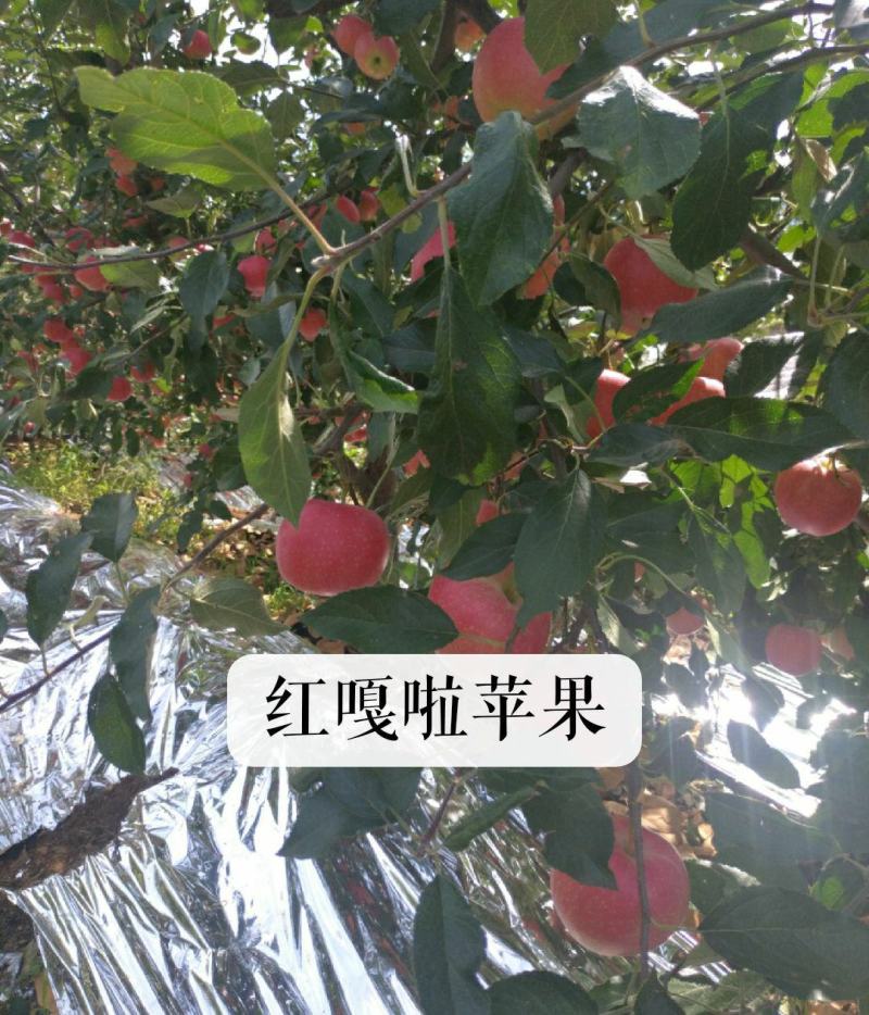 绥中红嘎啦苹果，大量有货，山地嘎啦