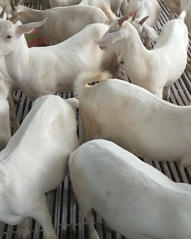 诚信商家货到付款白山羊黑山羊奶山羊黑头杜泊绵羊杂