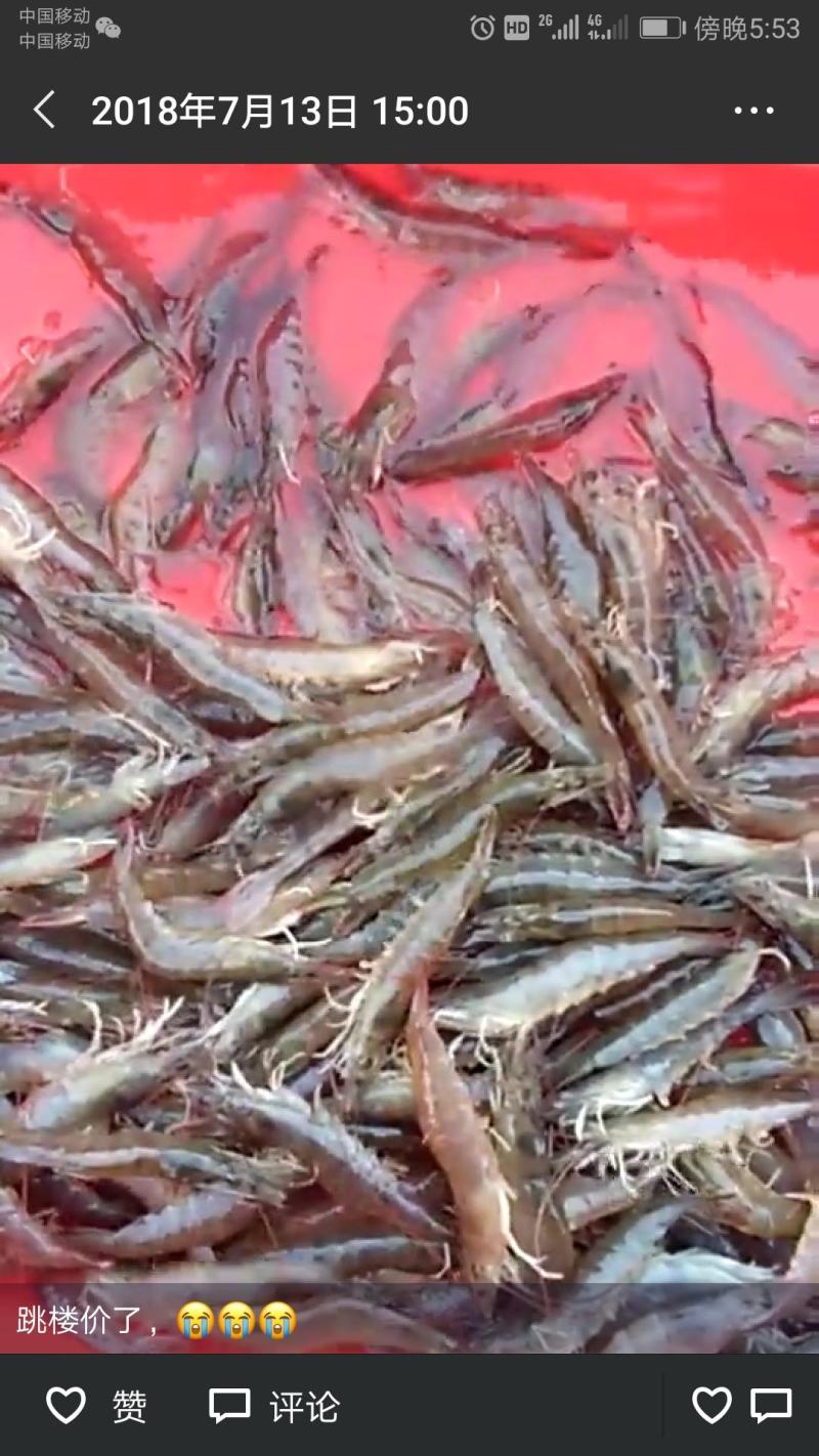 南美白海水对虾