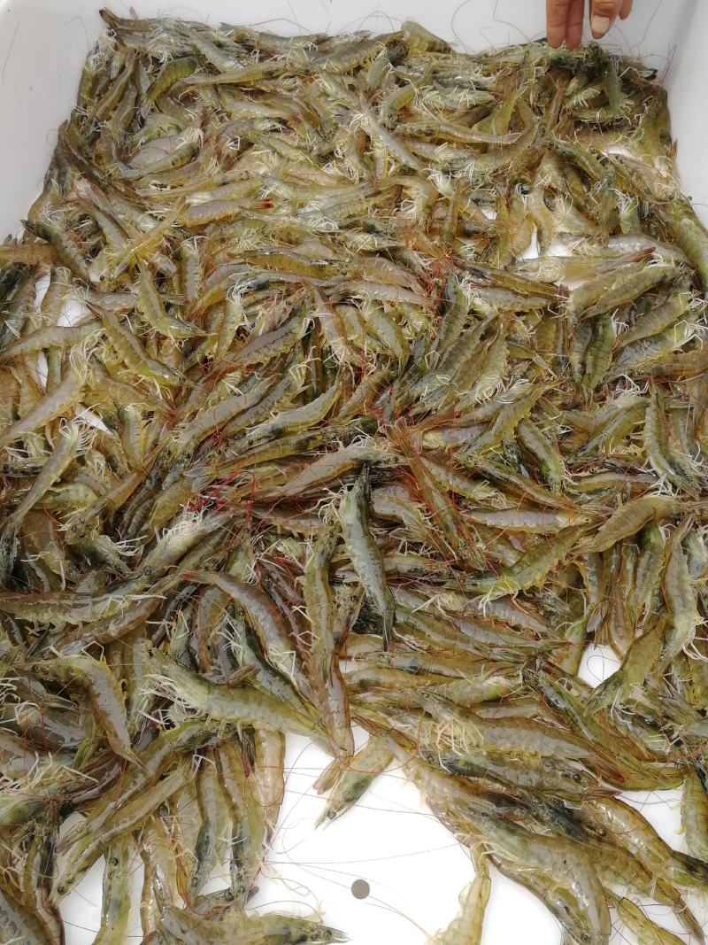 南美白海水对虾