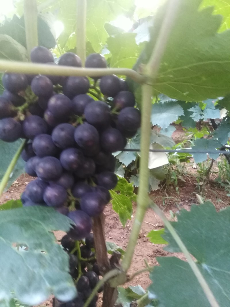 早夏黑己上市，有要联系