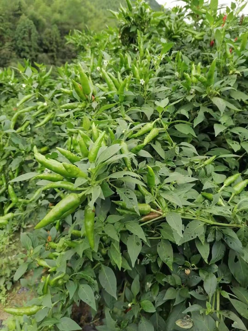 纯正福建辣椒王1:6自家田园种植高辣度高香度颜色红