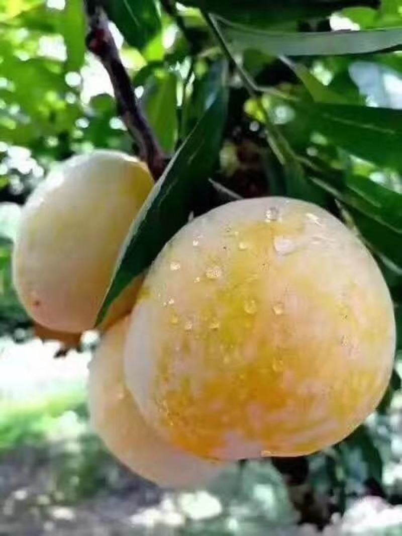 黄金奈李
