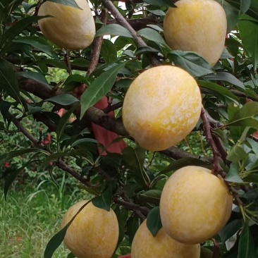 黄金奈李