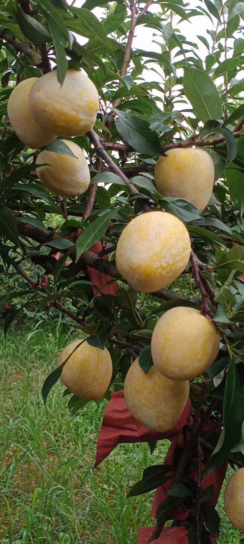 黄金奈李