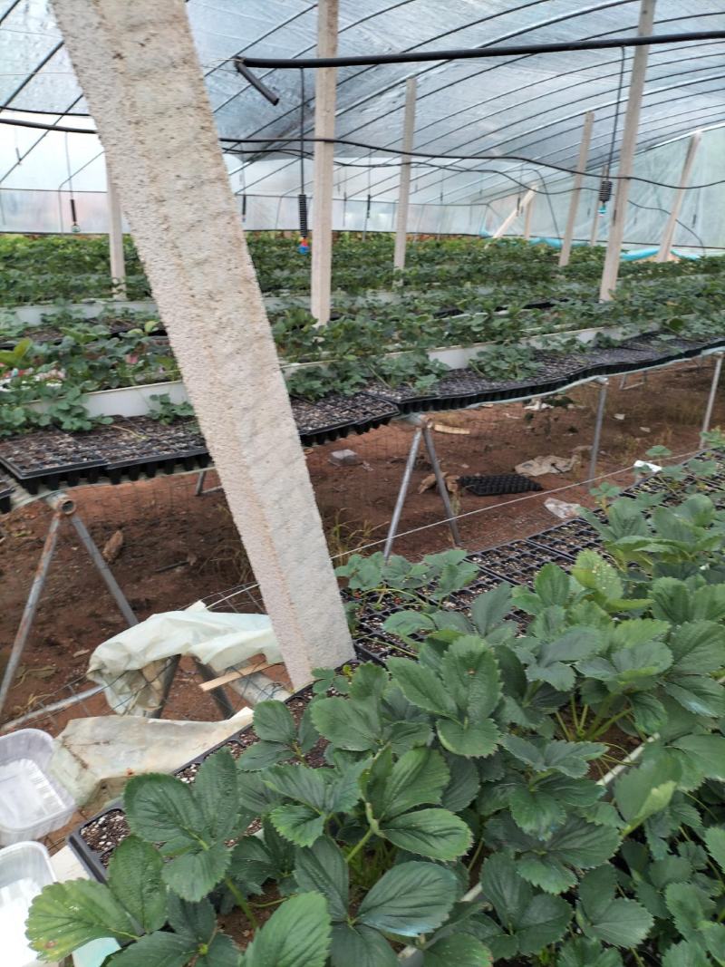 平度穴盘苗，无土栽培，无菌，病害隔离，提前上市，放心栽培