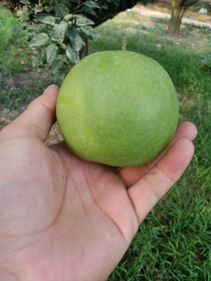 精品皇冠梨300g以上纸袋