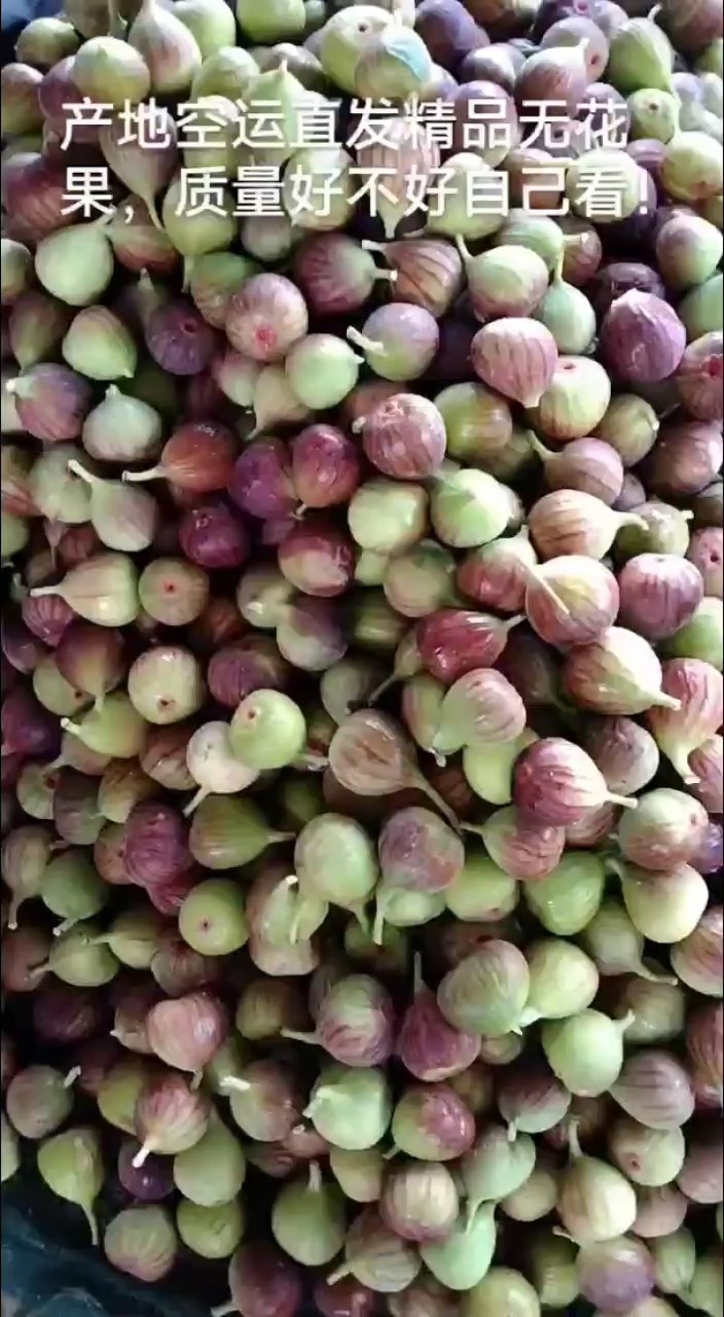 波姬红无花果