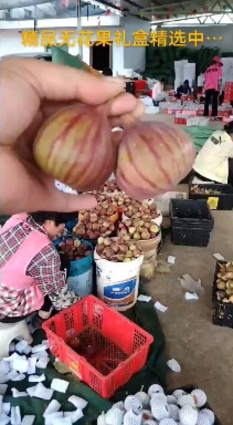 波姬红无花果