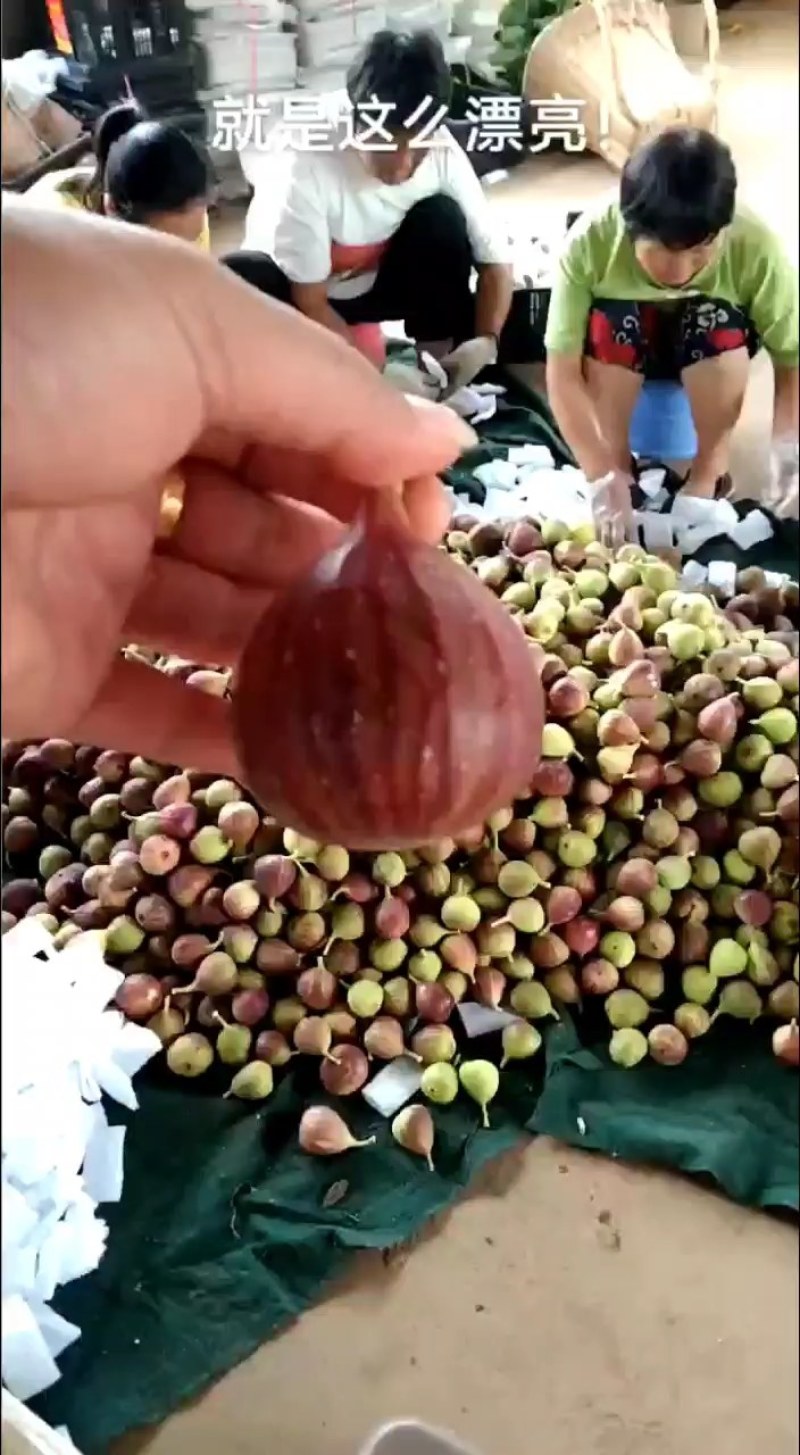 波姬红无花果