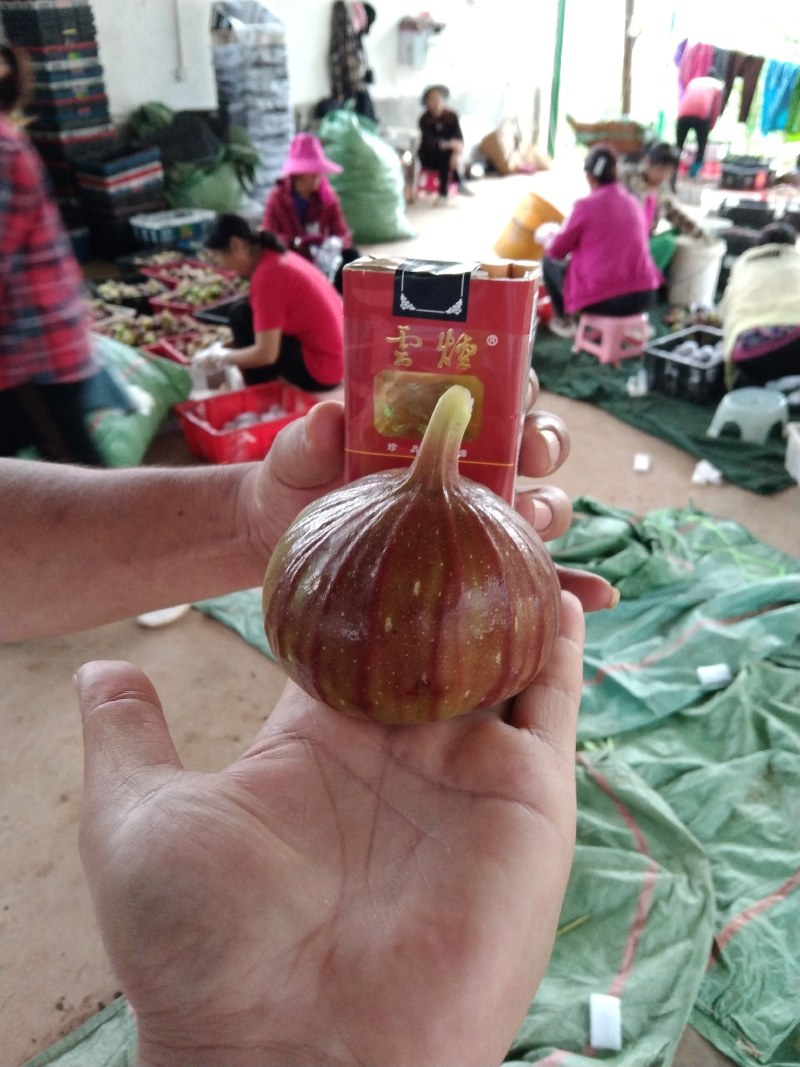 波姬红无花果