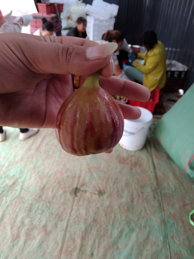 波姬红无花果