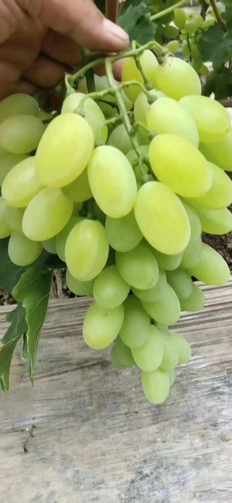 维多利亚葡萄，青提葡萄，