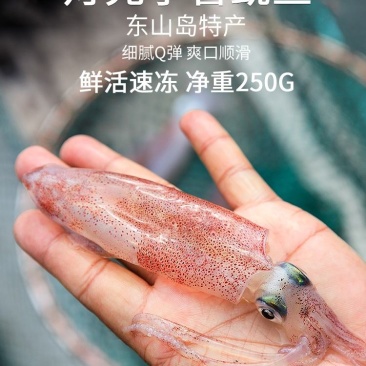 东山岛鲜活小管鱿鱼网红小管一手货源产地直发鲜活速冻发货