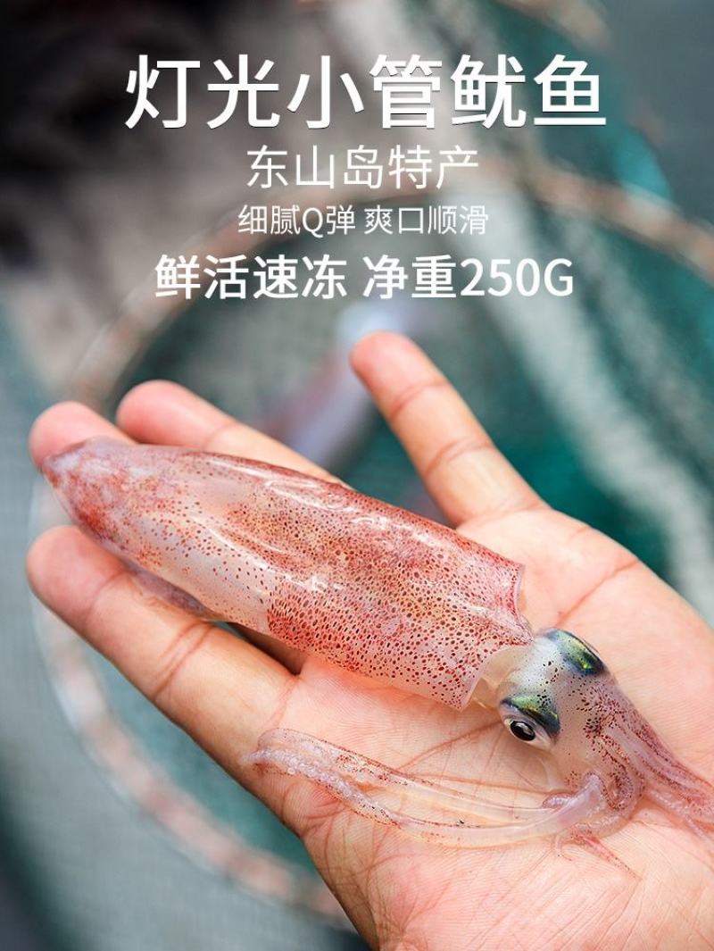 东山岛鲜活小管鱿鱼网红小管一手货源产地直发鲜活速冻发货