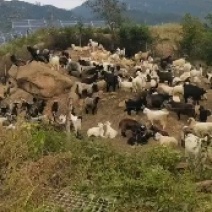 太行山深出黑山羊