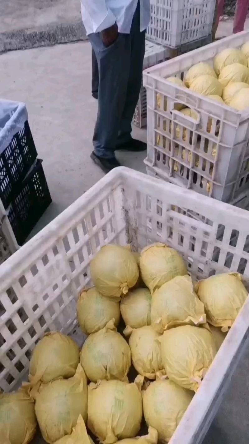 安徽省砀山县，翠冠梨，皮薄汁多，一手货源，代发全国。