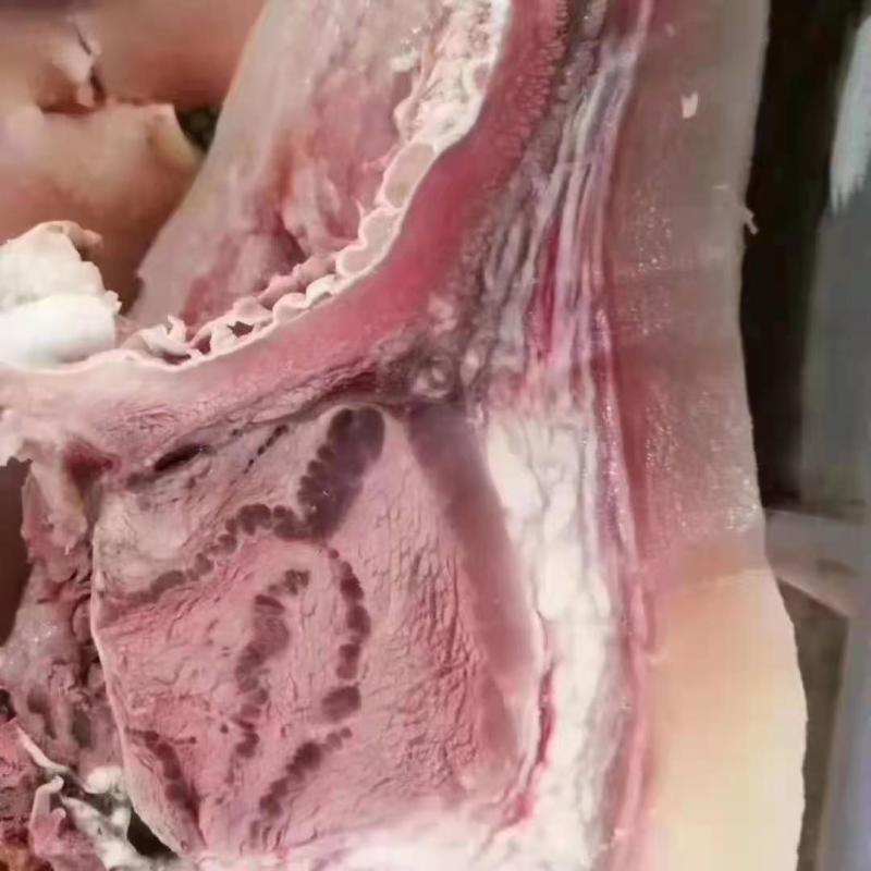 高质量熟牛头肉，牛头肉切片切块