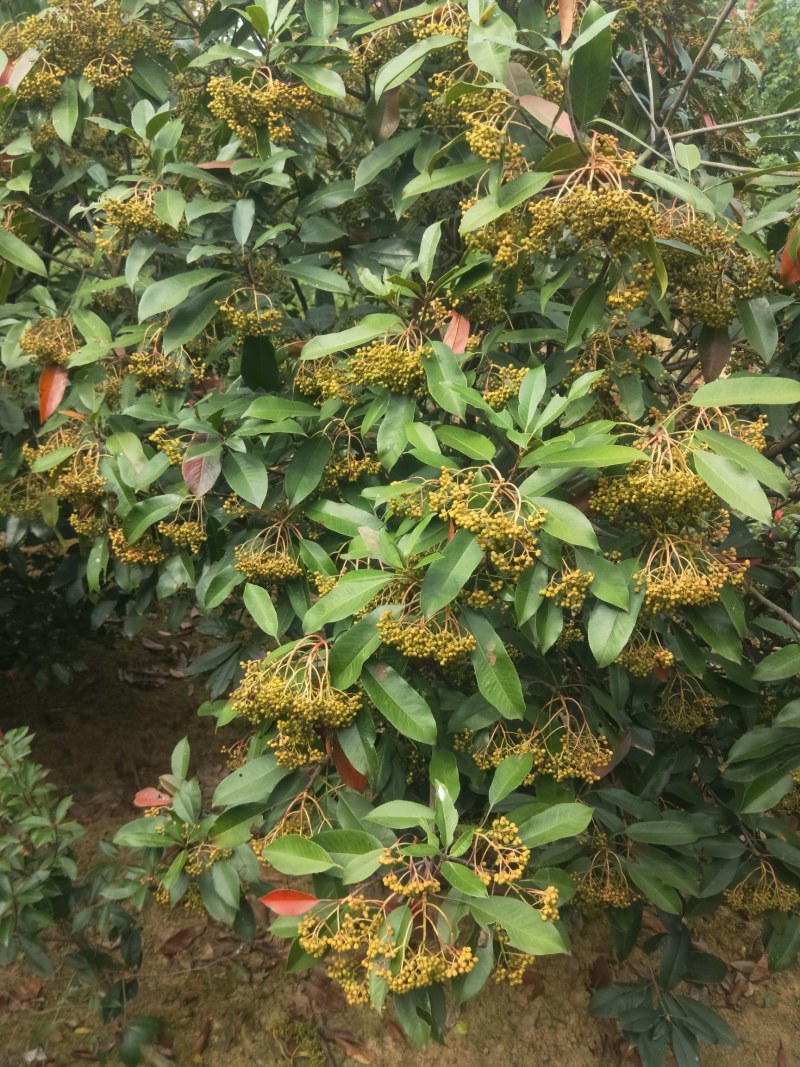 中华石楠，本石楠，椤木石楠批量供应，规格全！