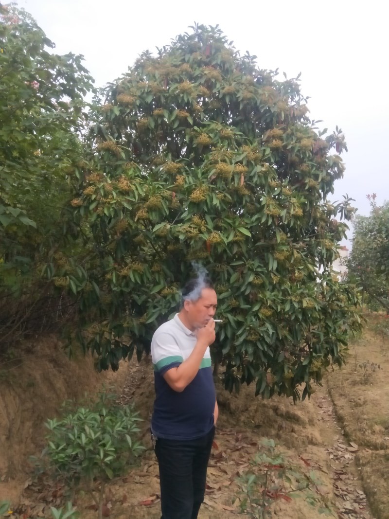 中华石楠，本石楠，椤木石楠批量供应，规格全！