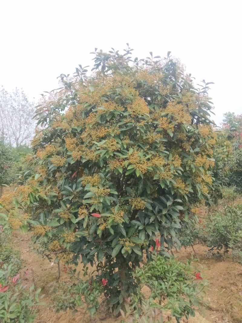 中华石楠，本石楠，椤木石楠批量供应，规格全！