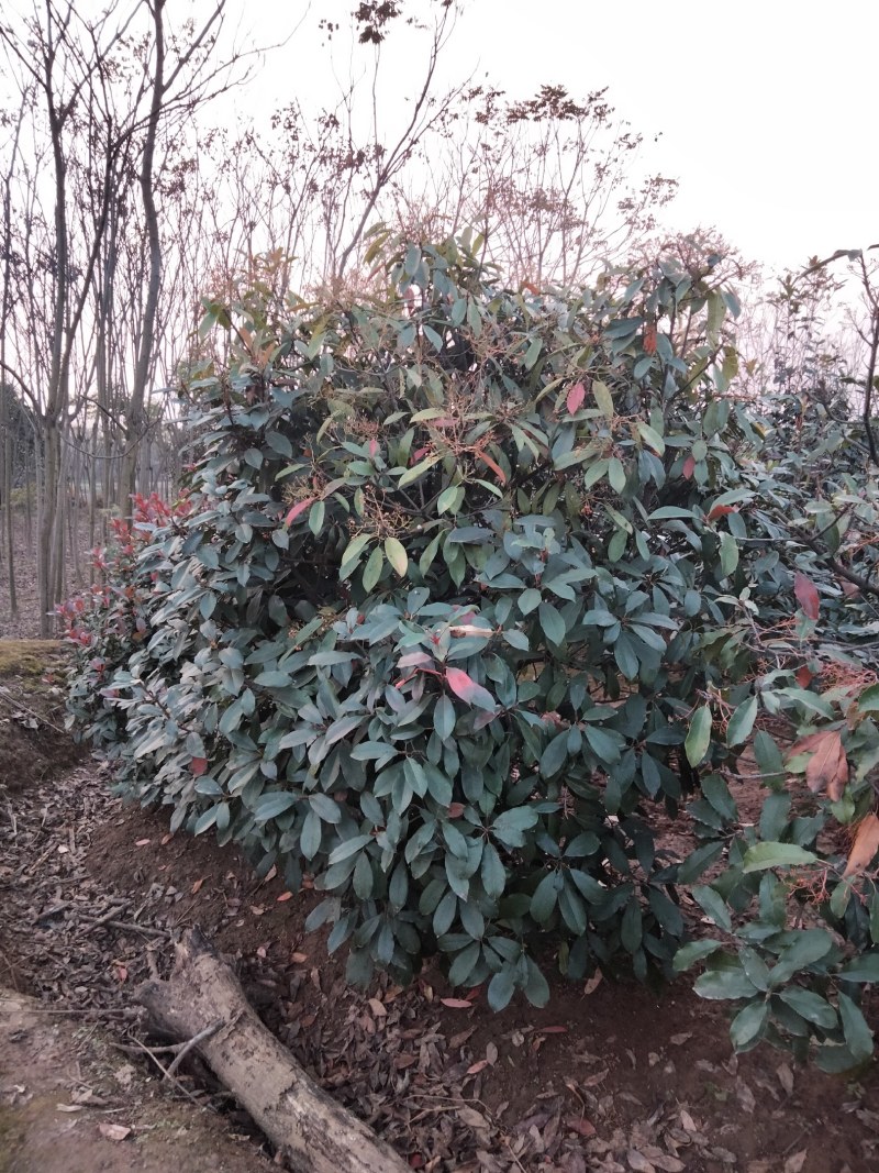 中华石楠，本石楠，椤木石楠批量供应，规格全！