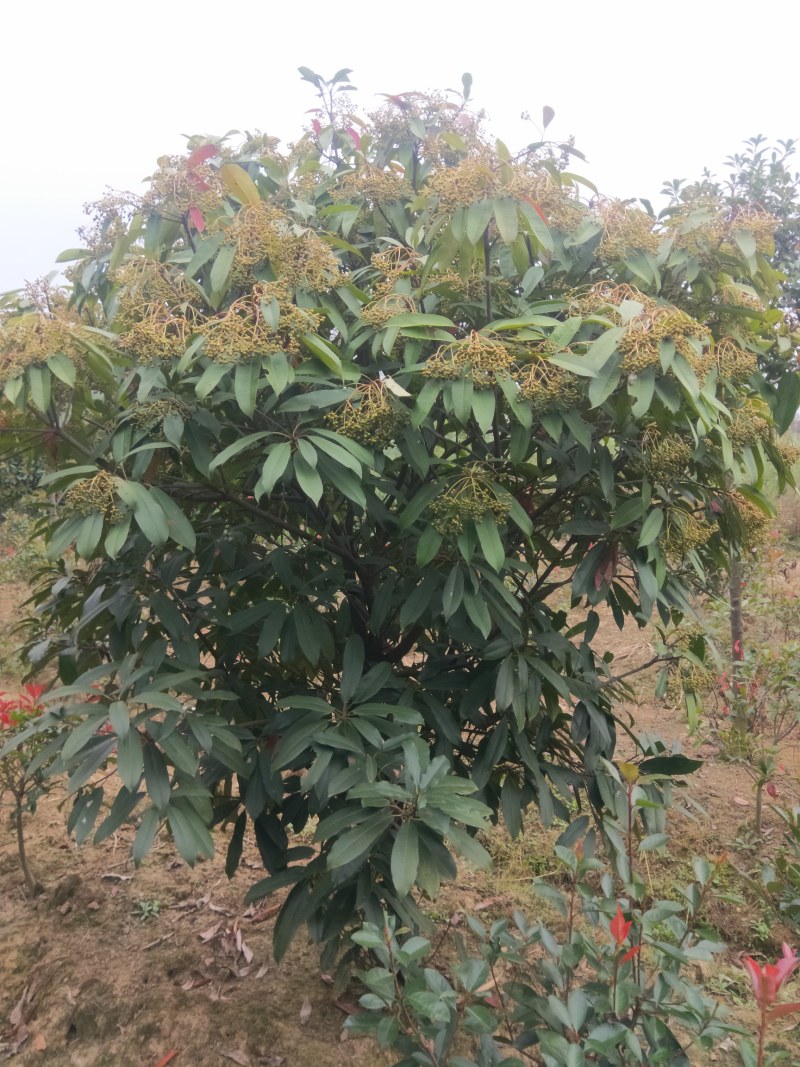 中华石楠，本石楠，椤木石楠批量供应，规格全！