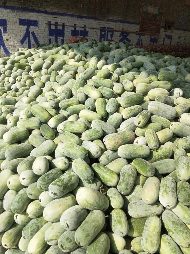 水果冬瓜，串岭冬瓜，白皮冬瓜，小冬瓜，精品电商货
