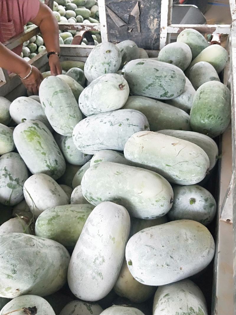 水果冬瓜，串岭冬瓜，白皮冬瓜，小冬瓜，精品电商货