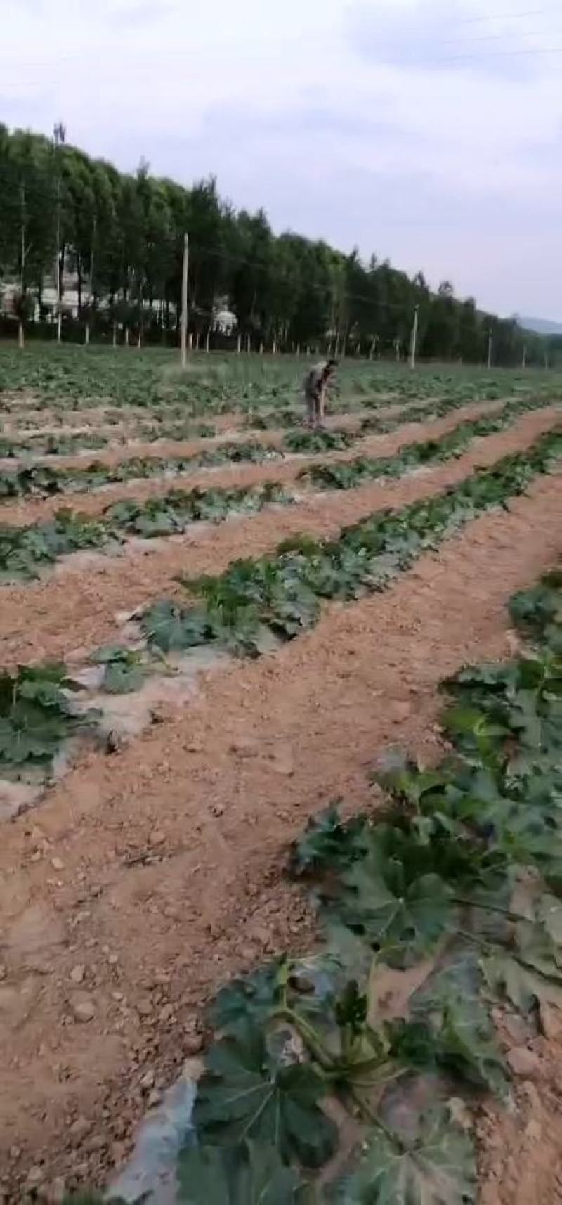 露天西葫芦