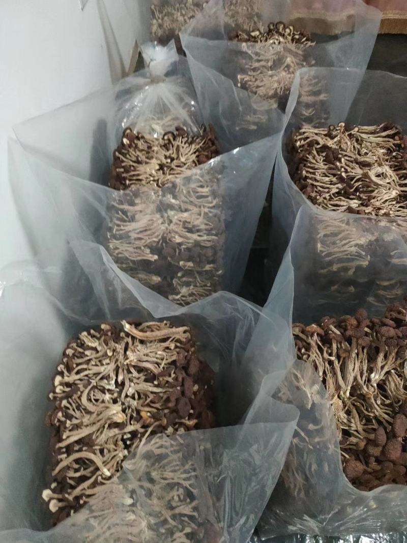 干茶树菇