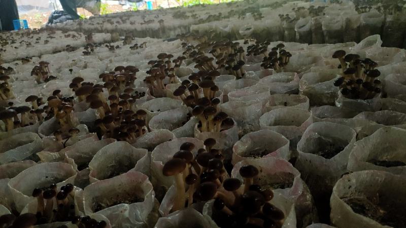 干茶树菇