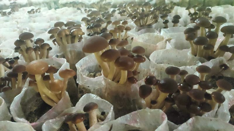 干茶树菇