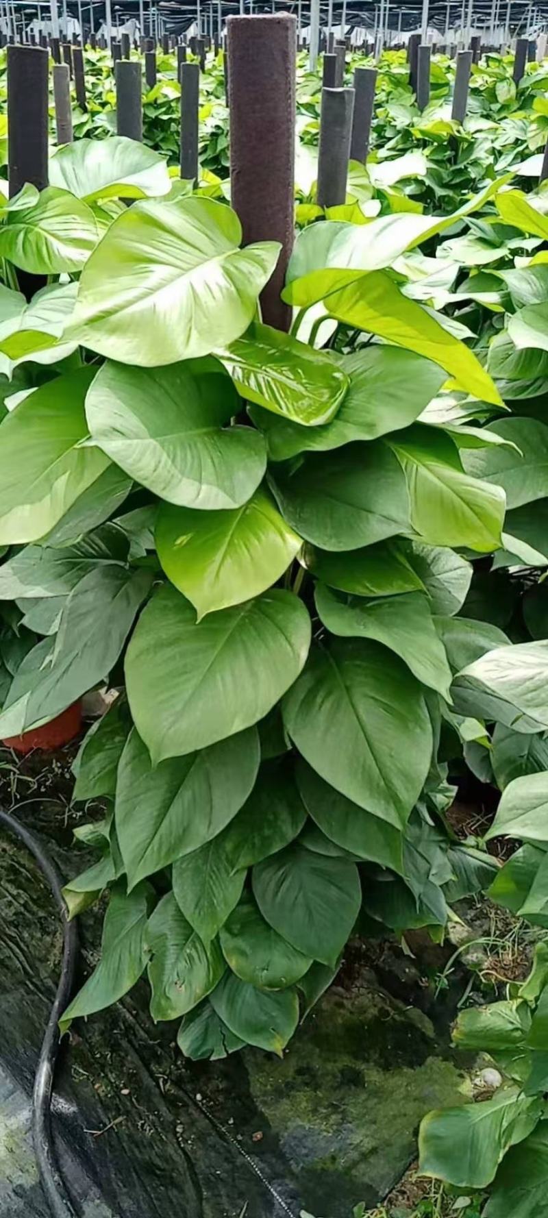 绿萝柱1.5米