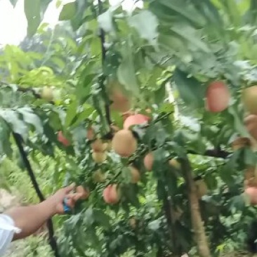 离核，硬度极好，脆甜，耐运输。