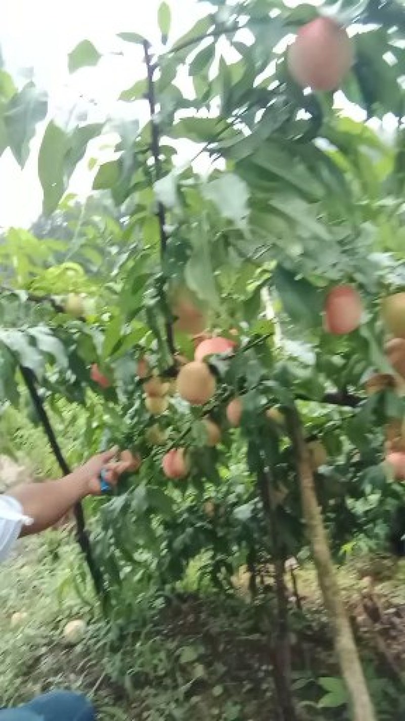 离核，硬度极好，脆甜，耐运输。