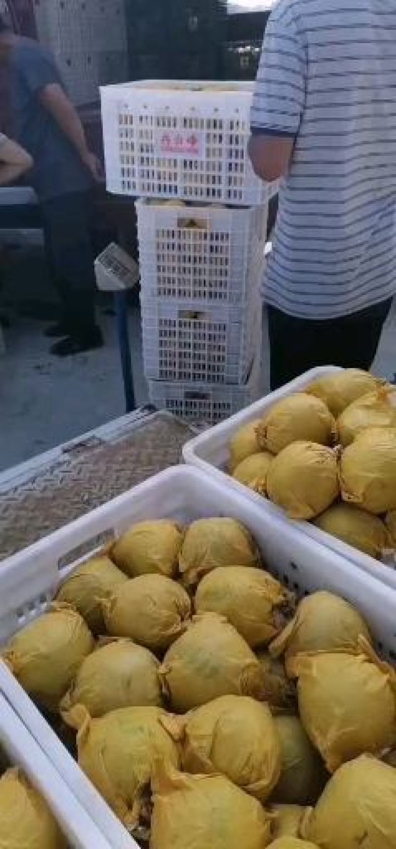 园黄梨已经开始陆续上市了，果面光，套袋和光果都有现货供应