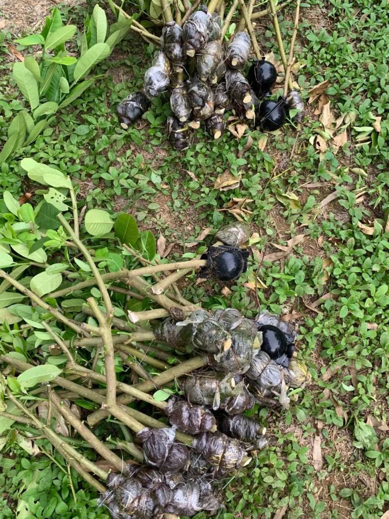广东香水柠檬高压苗无籽正宗湛江苗场果园基地