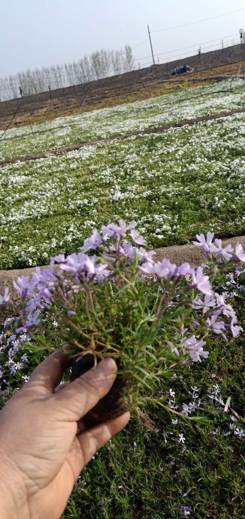（芝樱）丛生福禄考