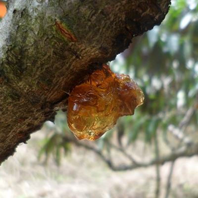 湖南资兴原生态桃胶