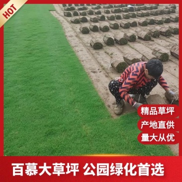 百慕大工程绿化专用草坪，耐践踏，好管理，价格合理。