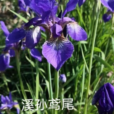 西荪鸢尾