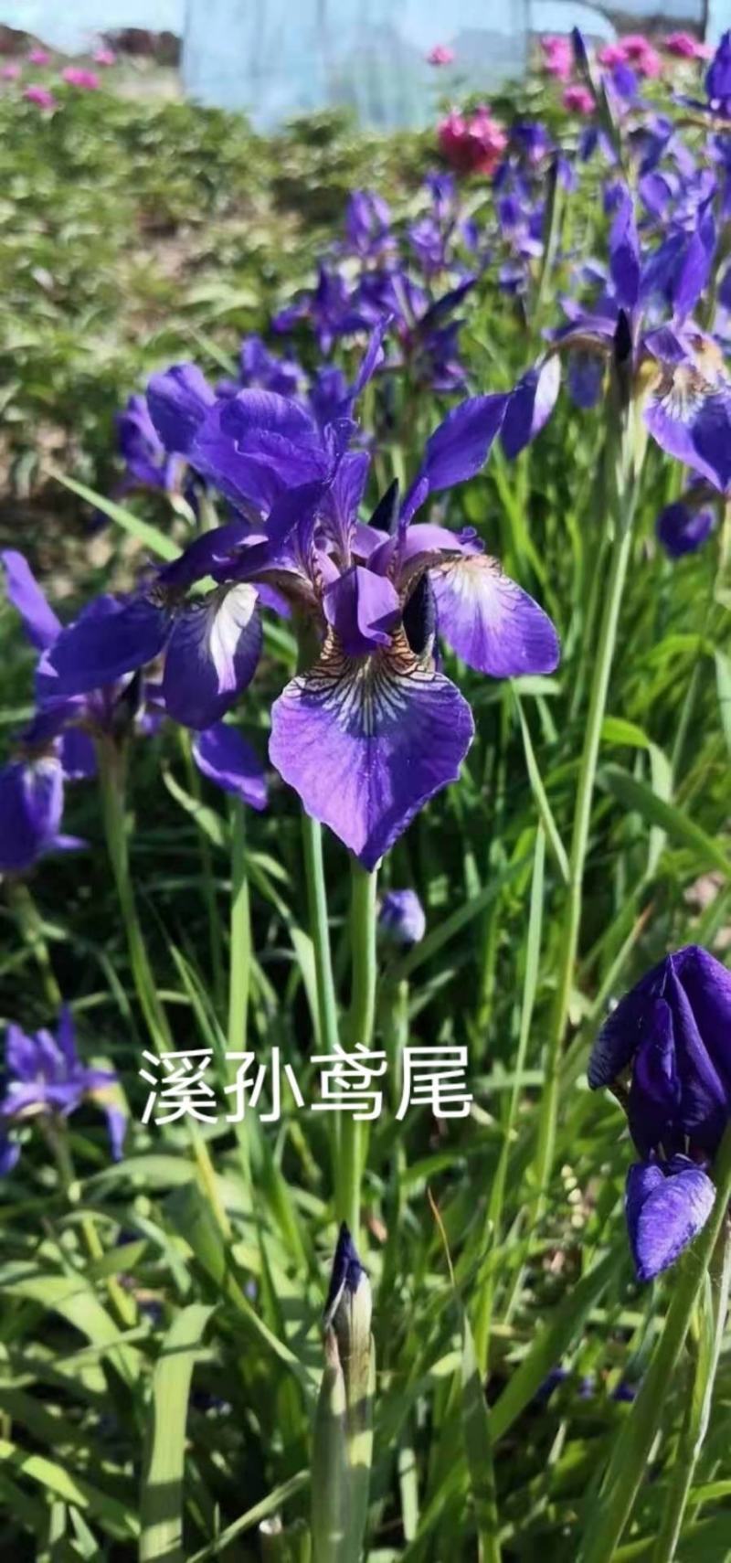 西荪鸢尾